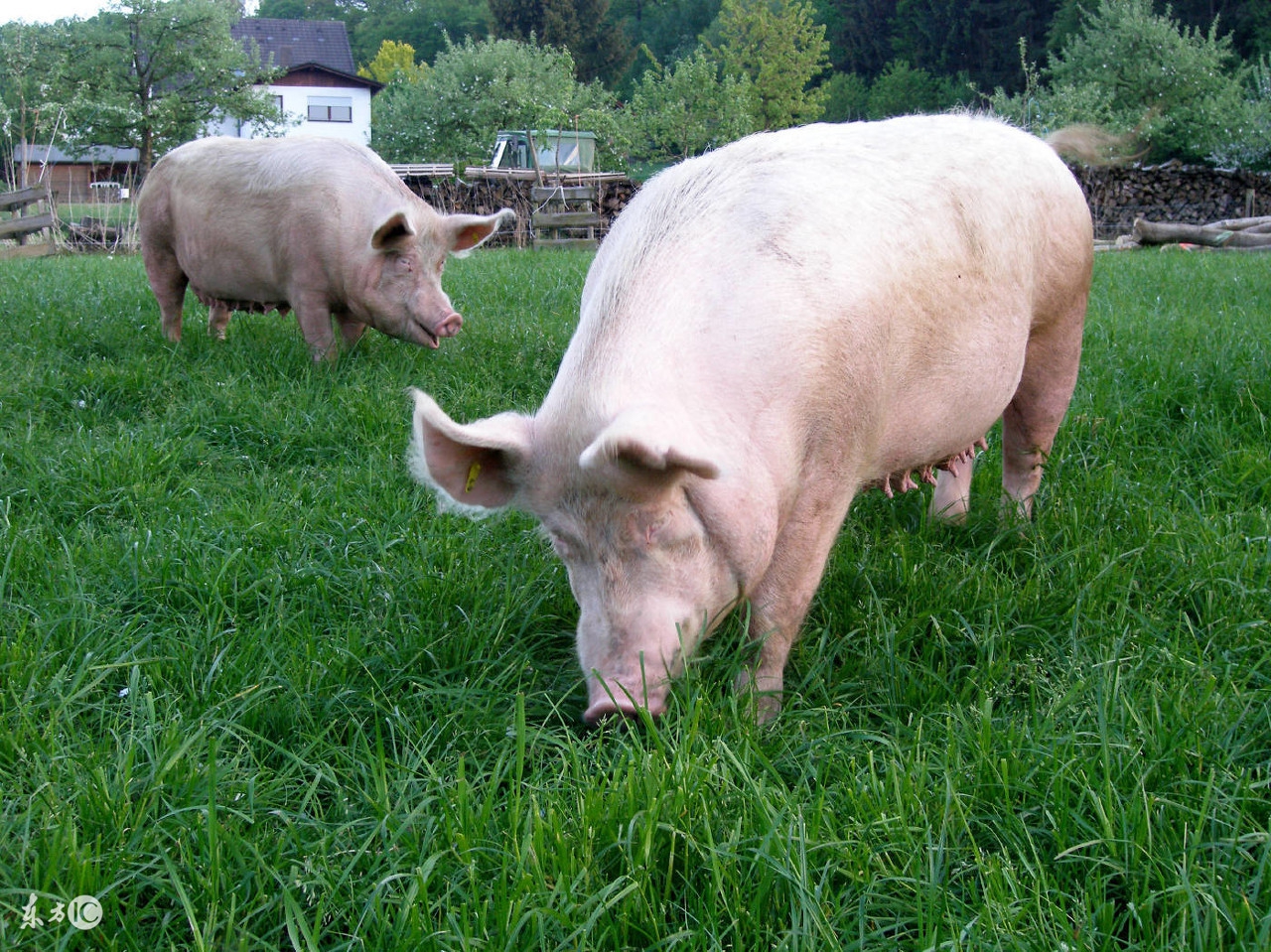 母猪产弱胎的原因,母猪滑胎最有效的治疗方法