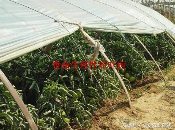 番茄叶面卷曲是什么原因,番茄新叶向下卷曲皱缩