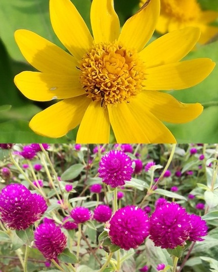 北京国际鲜花港直播,北京国际鲜花港可以带狗狗吗