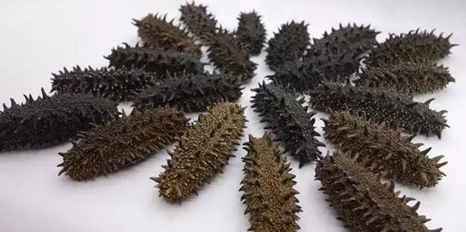 海参也有很多种,全世界所有可以吃的海参