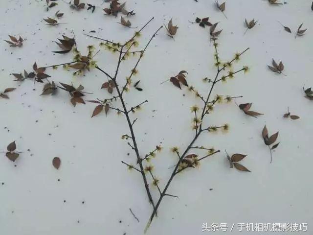 这就是所谓“别人家拍的雪景”：佳作推荐第46期