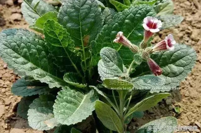 每天认识一种中药材地黄,地黄最好的一味中药