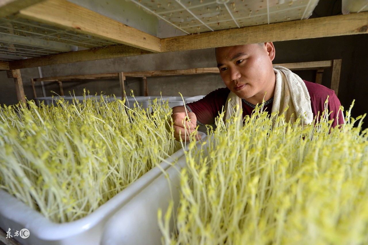 芽苗类蔬菜多数属于什么蔬菜,芽苗菜是什么菜种