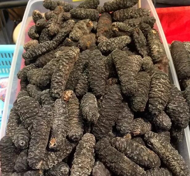 海参也有很多种,全世界所有可以吃的海参