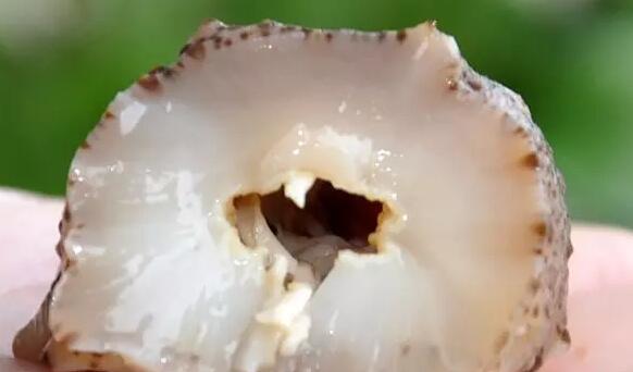 带您了解世界海参,你知道全球有多少种鲨鱼吗