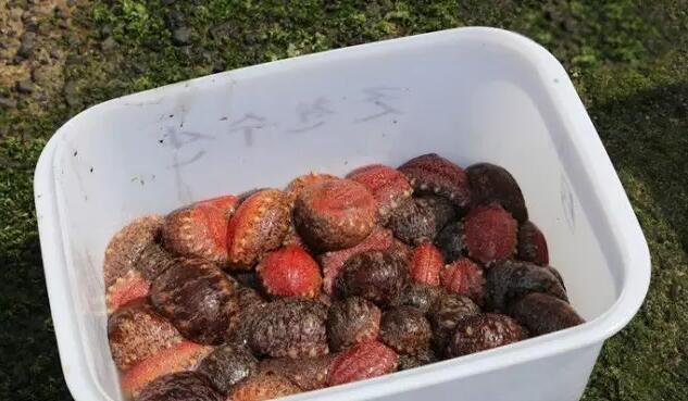 海参也有很多种,全世界所有可以吃的海参