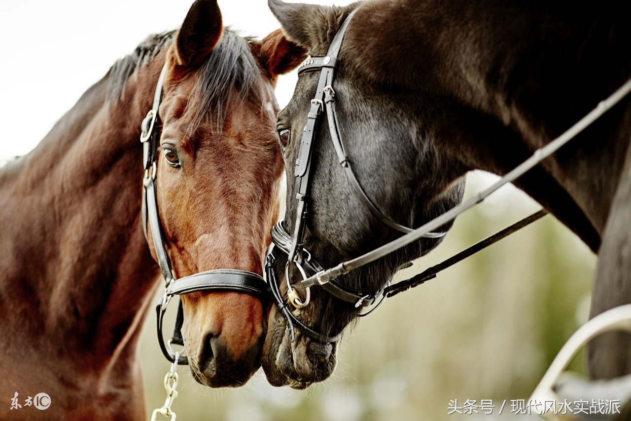 风水三忌十二生肖图解,生肖对冲如何化解吉凶图
