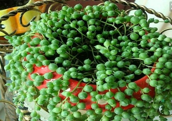 佛珠吊兰和翡翠吊兰有什么区别,佛珠吊兰情人泪