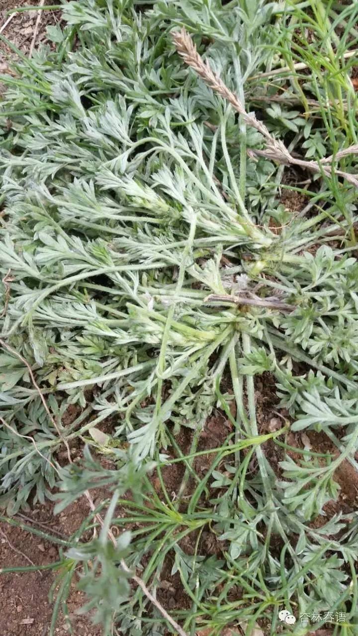 石家庄市中医院慧眼识草药第二季——周日再次进西山啦!