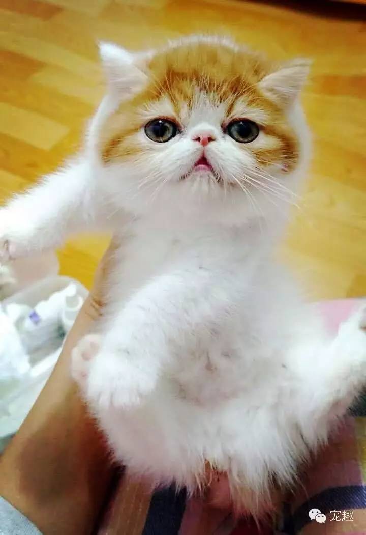 怎么解决猫咪眼睛流脓问题,猫咪经常流泪有眼屎怎么回事