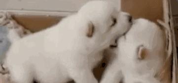 狗年来了，送你50个关于狗的歇后语，笑的肚子疼！祝你狗年开心！