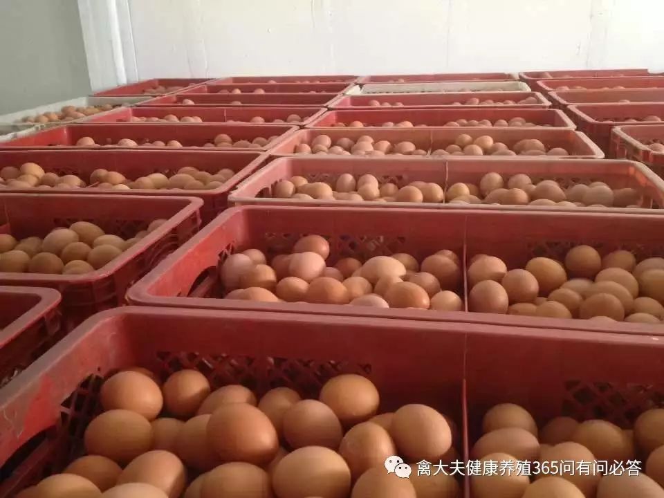 冬季蛋禽怎样预防缺氧？