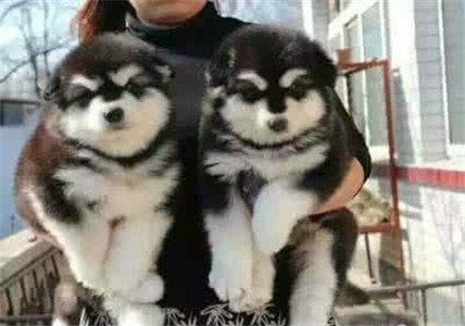 有灵性的狗狗看得人好心酸,狗场的狗狗的悲惨生活