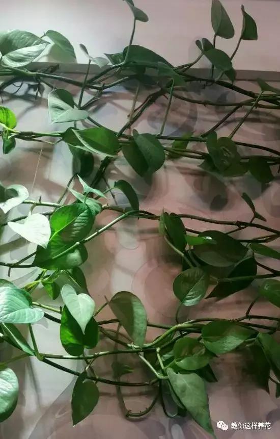 绿萝能用绳子捆上吗,绿萝扎根绳子的方法