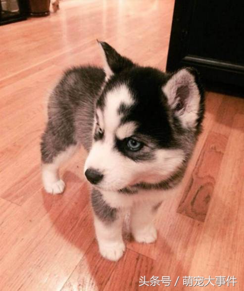 佛系哈士奇,哈士奇头顶三把火混一起的不纯吗