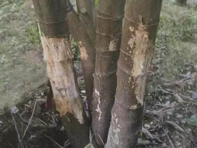 柑橘常见病害及防治方法,铜氨合剂能防治柑橘病害么