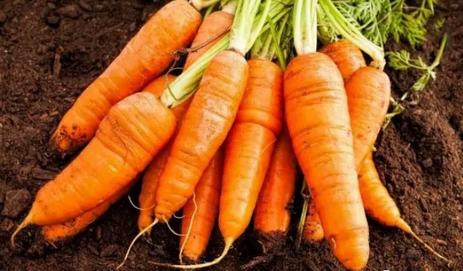 冬吃萝卜夏吃姜如今吃萝卜正当季,冬吃萝卜夏吃姜这样吃萝卜很健康