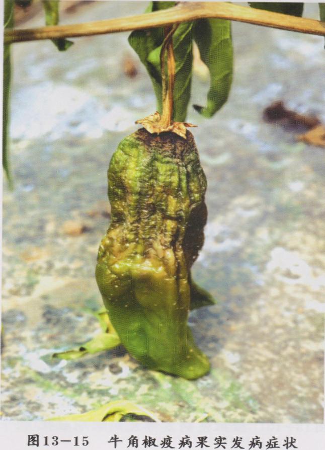 辣椒大了为什么还会蔫,辣椒为什么会萎蔫呢