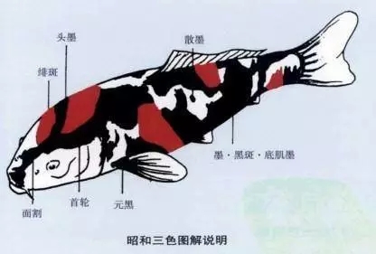 一条50斤的锦鲤市场价卖到近50万,一条锦鲤卖出一千五百万