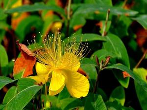 降胆固醇的营养素有哪些,有降胆固醇作用的营养素有