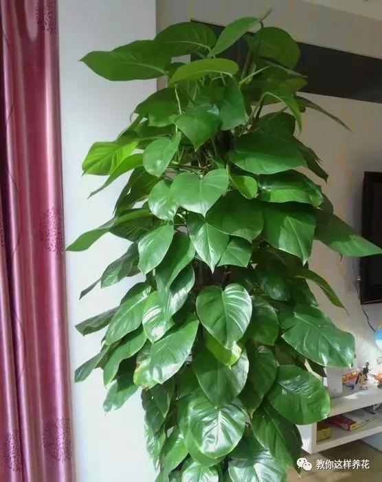 绿萝扎根绳子的方法,绿萝绑棕柱上叶子能长大吗