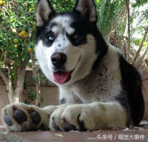 哈士奇头顶三把火传说,哈士奇头顶三把火混一起的不纯吗