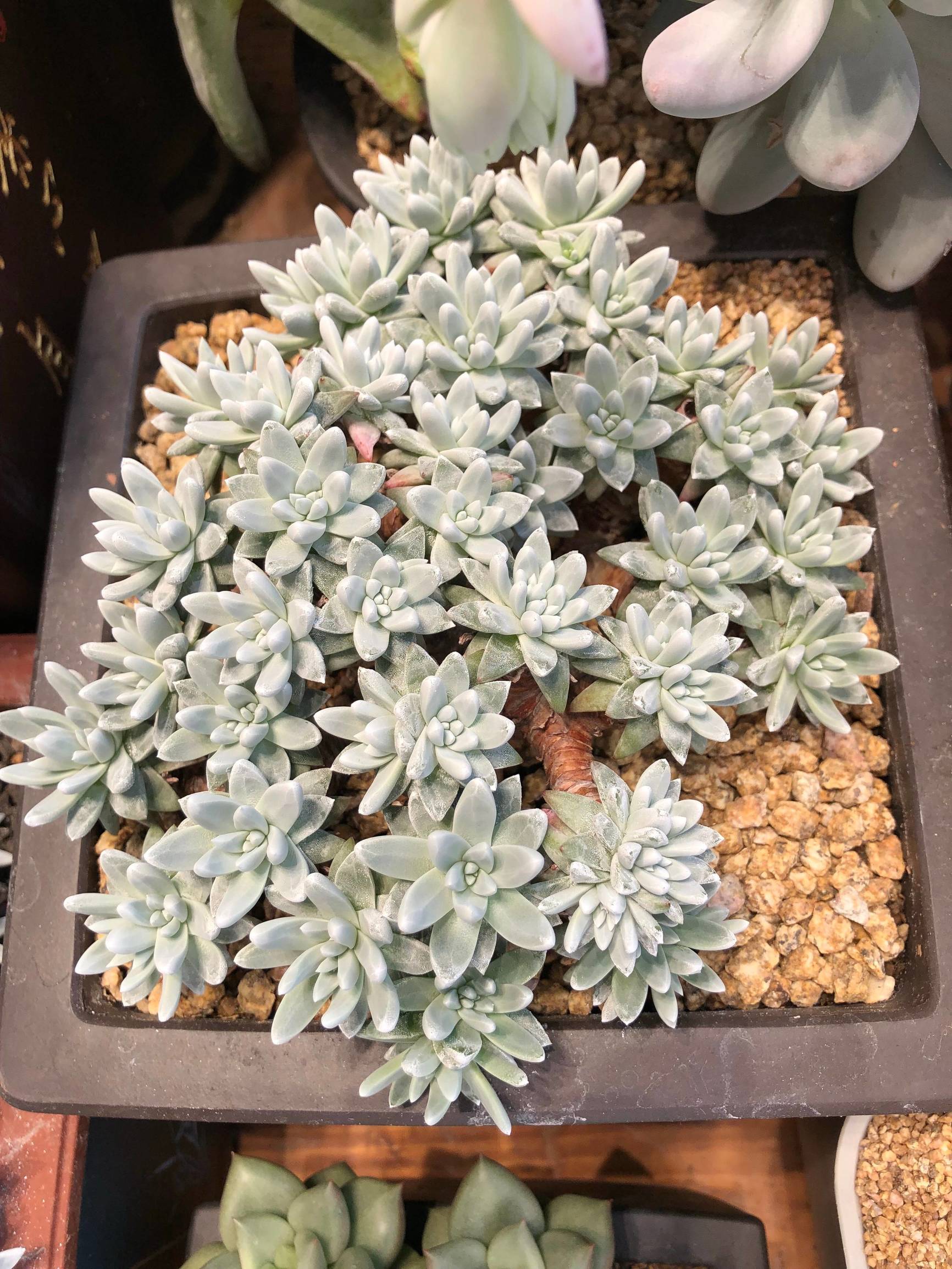 多肉植物仙女杯篇,多肉植物仙女杯