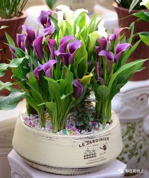 彩色马蹄莲如何开花多点,彩色马蹄莲怎么养才开花快