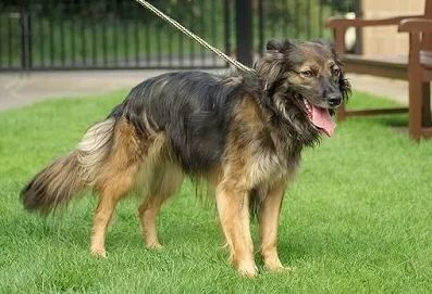 不可不知！狗的毛色和色素问题