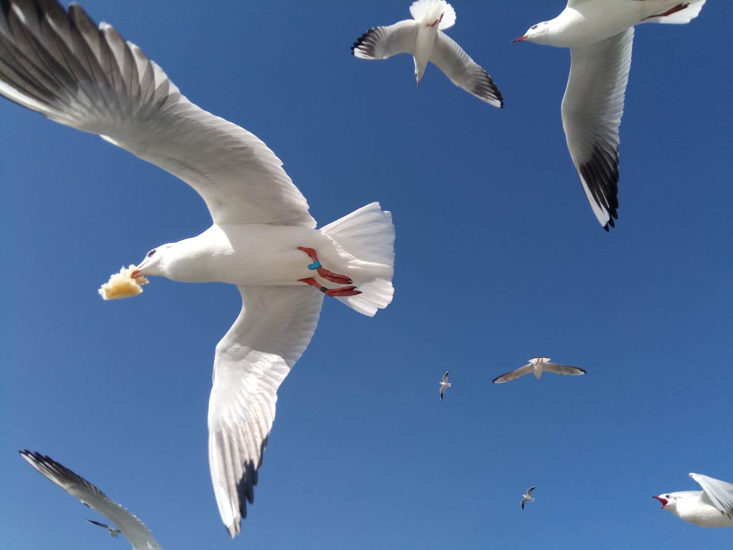 云南旅游540元,5-6天云南旅游全攻略自由行