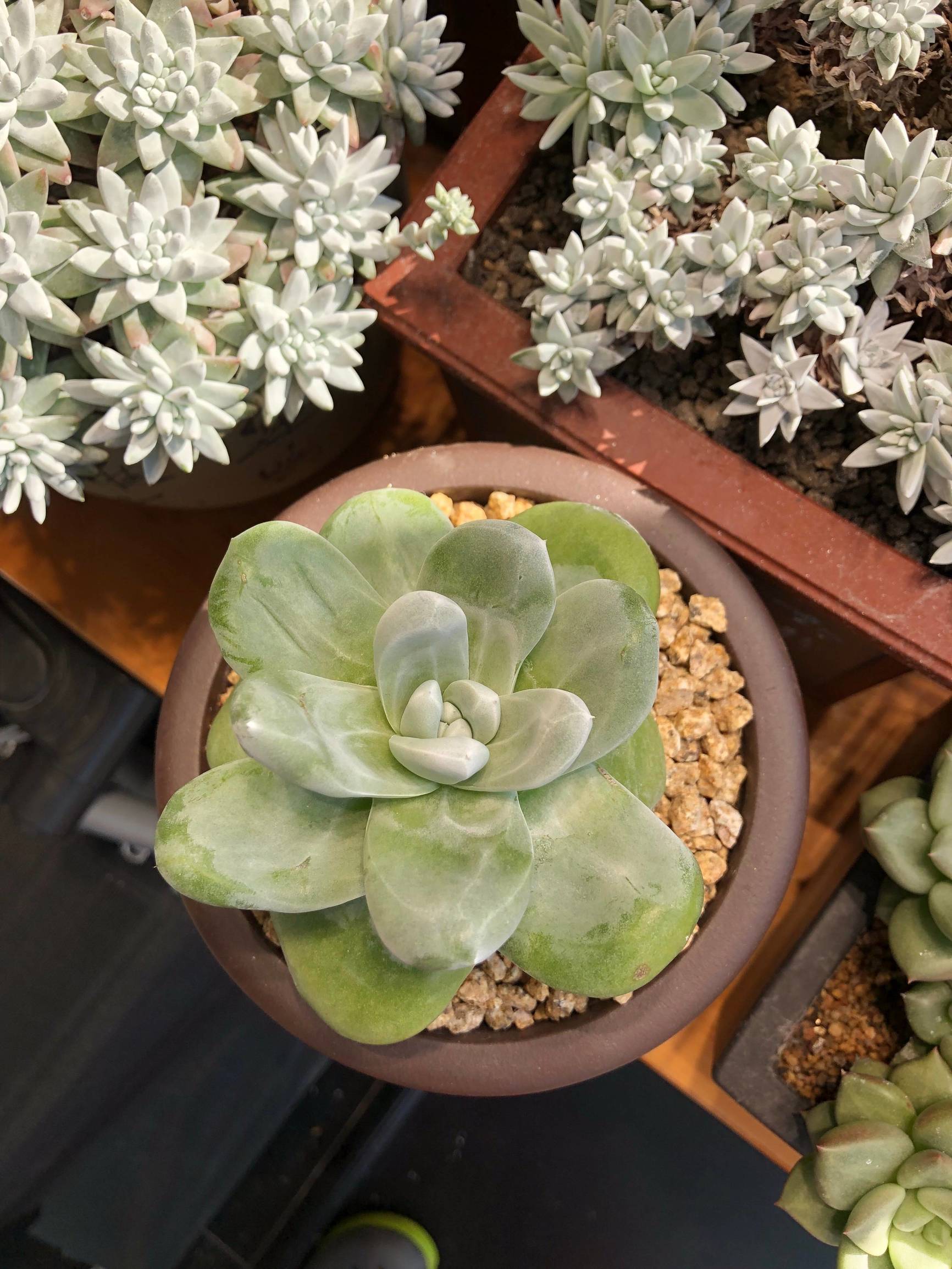 多肉植物仙女杯篇,多肉植物仙女杯