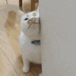 安德罗妮神仙机械成功吃鸡,安德罗妮和板娘一起玩吃鸡