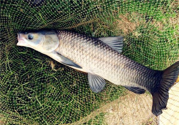 黑坑青鱼草鱼钓法技巧全攻略,挂颗粒钓黑坑青鱼草鱼怎样调漂