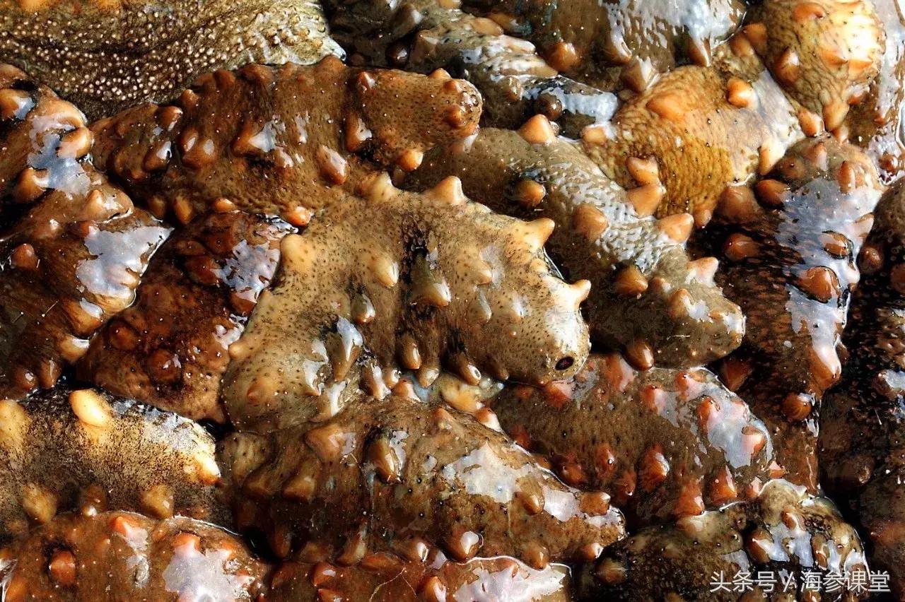 海参的营养和虾的营养,海参哪种有营养哪种没有营养