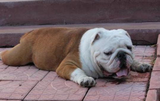 小狗生病治疗费,小狗花了40万治病