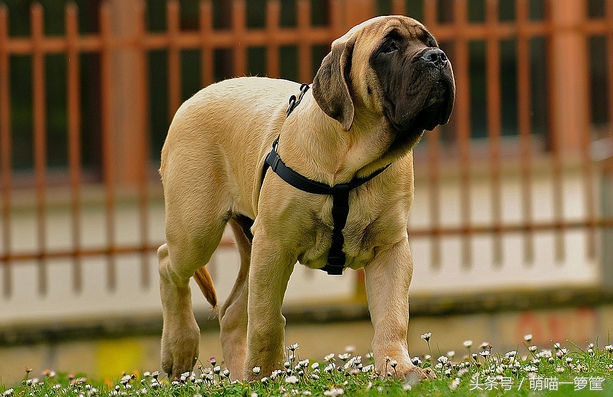世界上体型最大的狗狗图片,世界上最威猛的狗狗排名