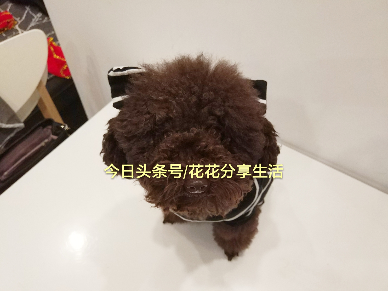 手工制作小狗衣服视频教程,怎样利用旧衣服做狗狗衣服