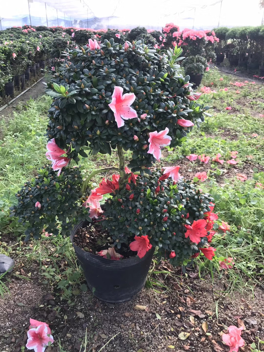 花卉常见病虫害及治疗方法,怎么防治花卉虫害的方法