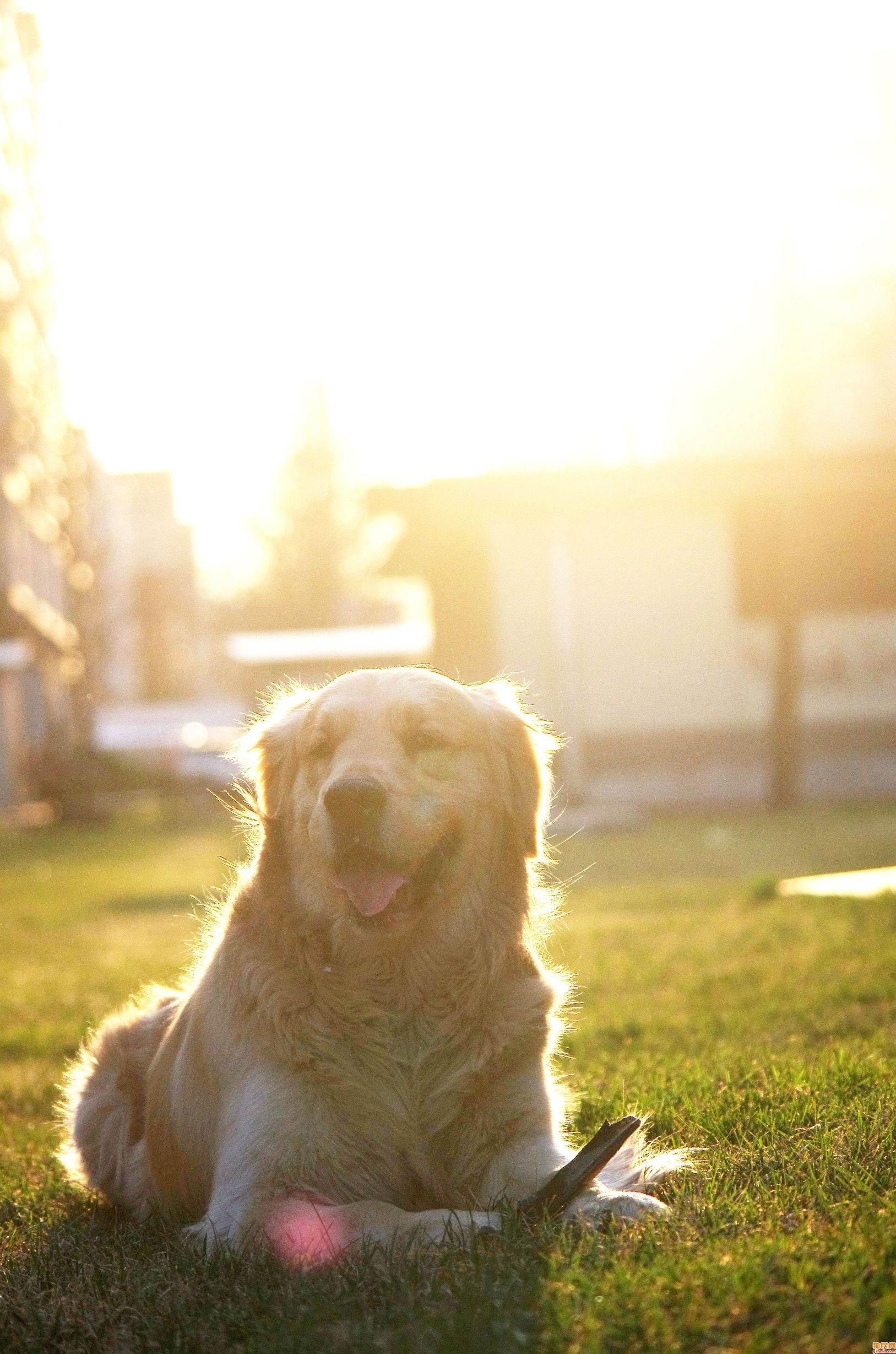狗狗的鼻子褪色是怎么回事,狗狗的鼻头为什么会褪色
