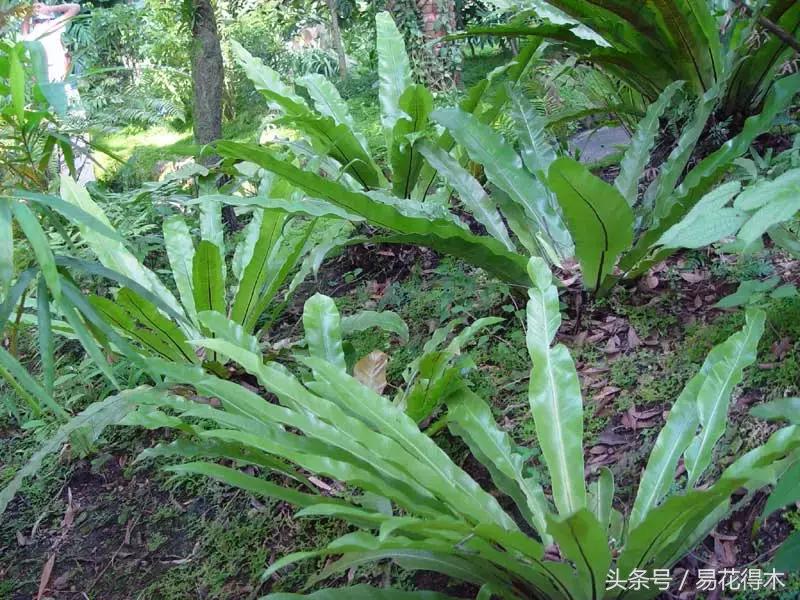 鸟巢蕨叶片发黄是什么原因,鸟巢蕨叶片怎么养护