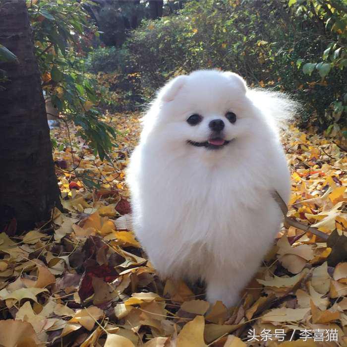 又是一只玩偶成精的汪星人，这甜美笑容简直萌到犯规！