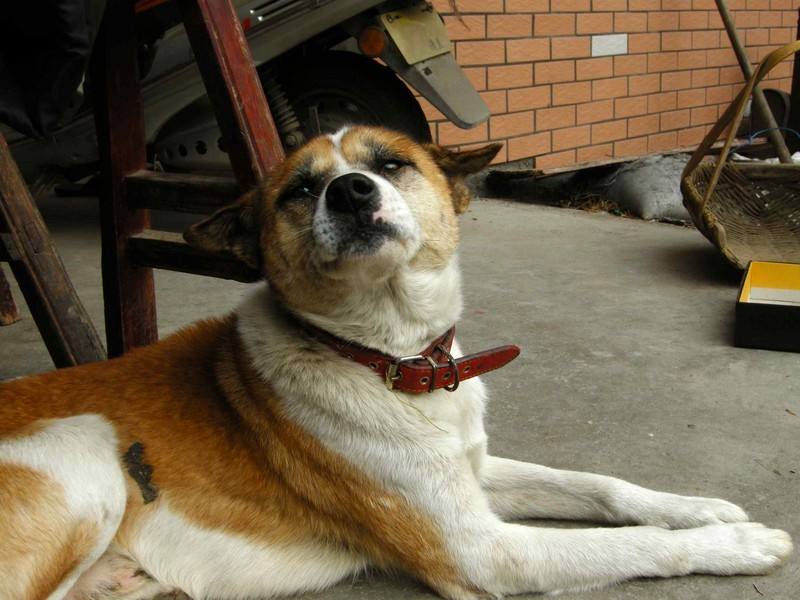 农村狗和城市狗哪个寿命长,农村狗与城市宠物哪个好