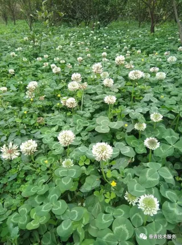 「热点」小户赚钱大户亏,为啥?省力化栽培是柑桔发展的趋势!