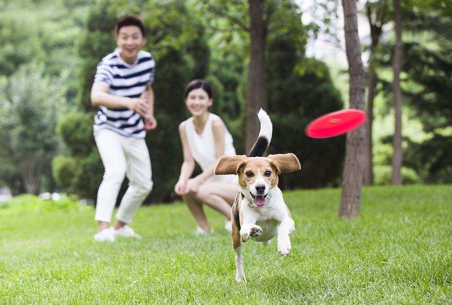 农村狗和城市狗哪个寿命长,农村狗与城市宠物哪个好