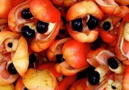 最奇葩的六种水果,你没吃过的十种奇葩水果