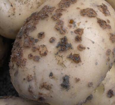 土豆疮痂病青枯立克,马铃薯苗前封闭农药