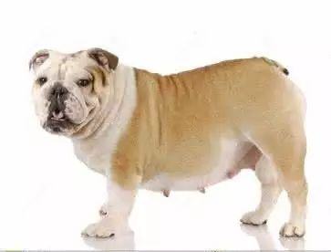 养犬指南怀孕狗狗的照顾方法,孕犬喂养的注意事项