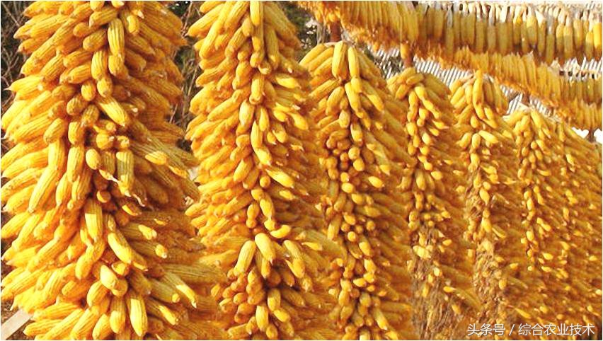什么玉米品种最好还高产,笨玉米和高产玉米的区别