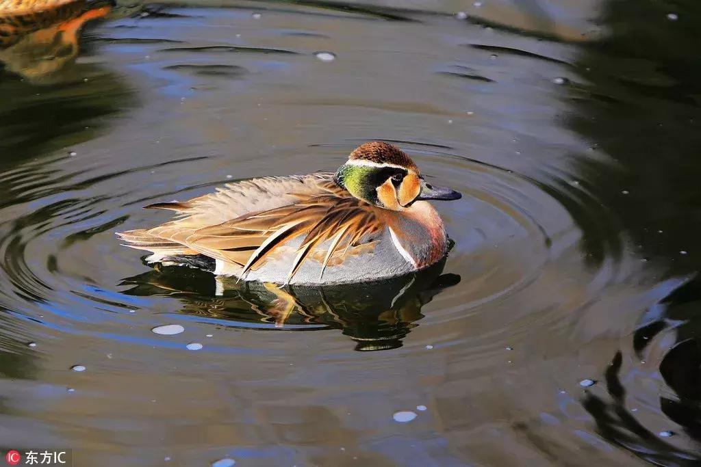 从寒冬逛到初春，北京25家历史名园，你都去过吗？