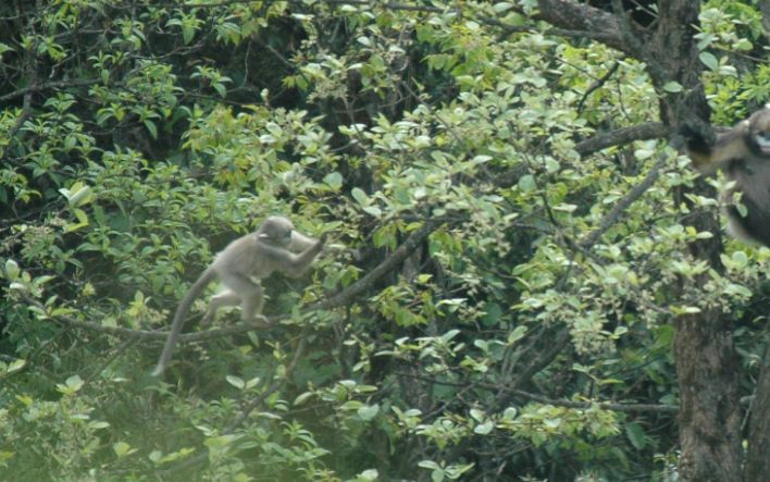 每只黔猴都需要一包“去污粉”